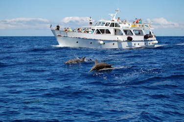 La Gomera Whale Watching Cruise from Playa Santiago